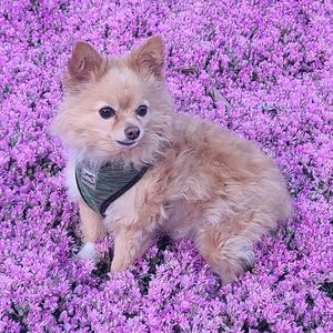 Meet your Posher, Daniela